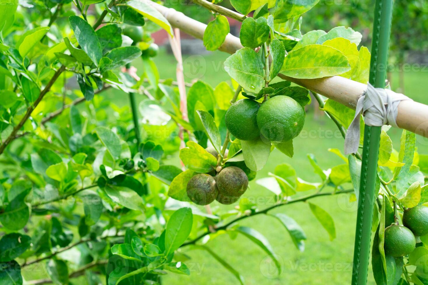 Close up of Lime Fruits on Tree in Orchard photo