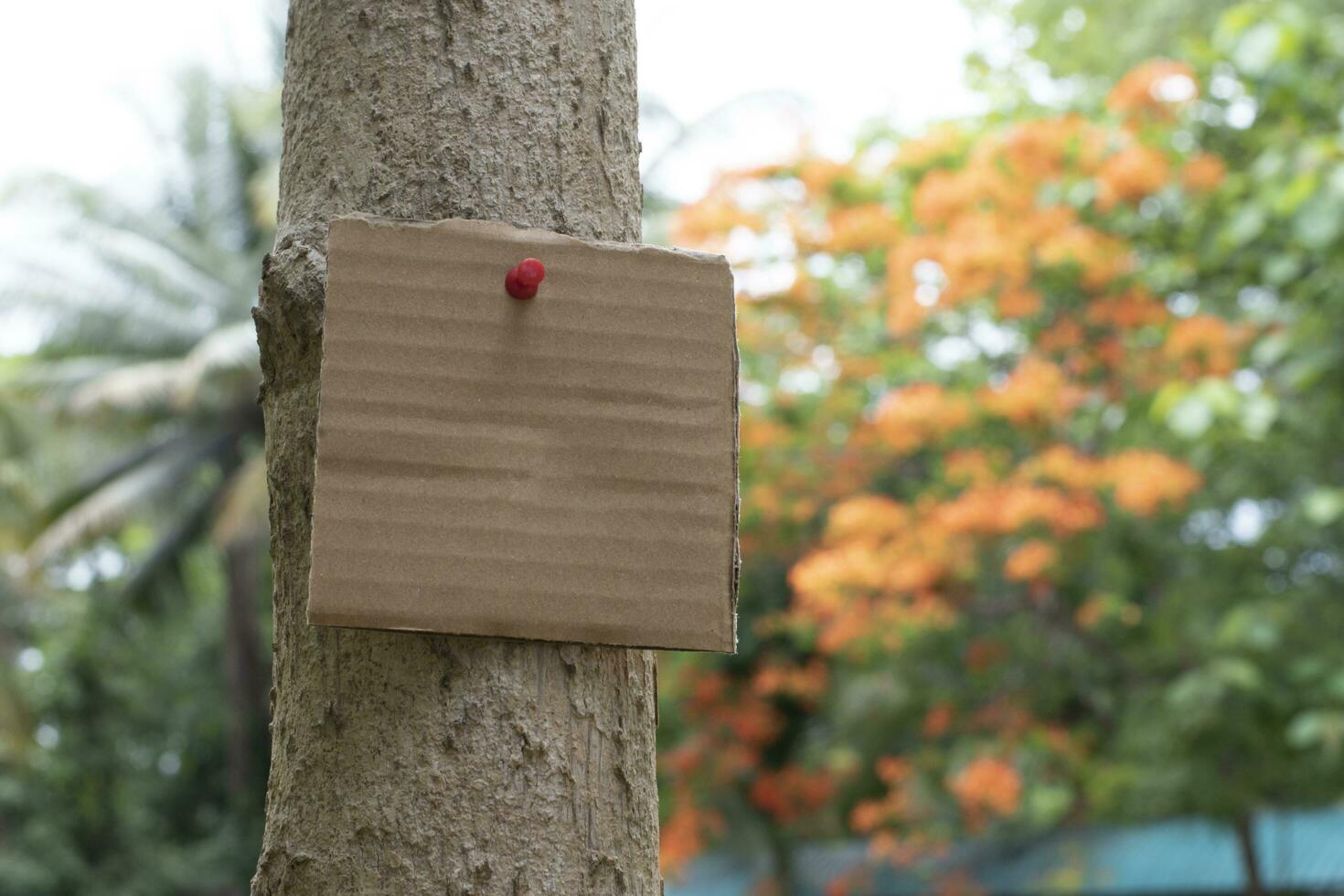 Tree trunk which has blank cardboard sticked on the bark, concept for environment study, nature study, calling out all people to respect environment and join world environment day campaign. photo
