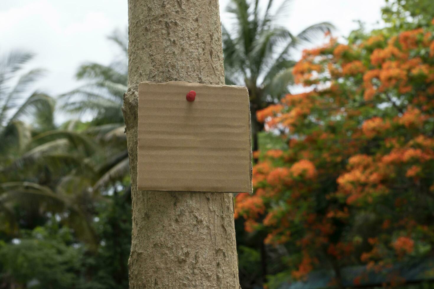 árbol maletero cuales tiene blanco cartulina pegado en el ladrar, concepto para ambiente estudiar, naturaleza estudiar, vocación fuera todas personas a el respeto ambiente y unirse mundo ambiente día campaña. foto