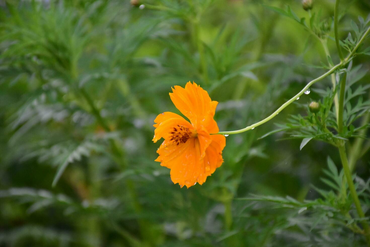 Yellow cosmos flower. photo
