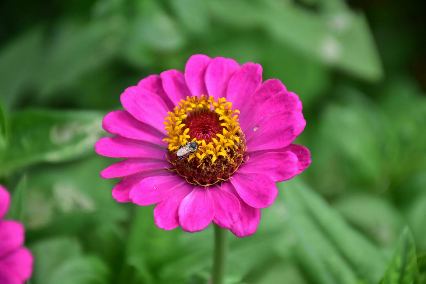 Zinnia flowers blooming, natural blurred background, soft and selective focus. photo