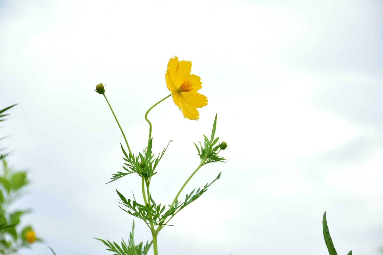 Yellow cosmos flower. photo