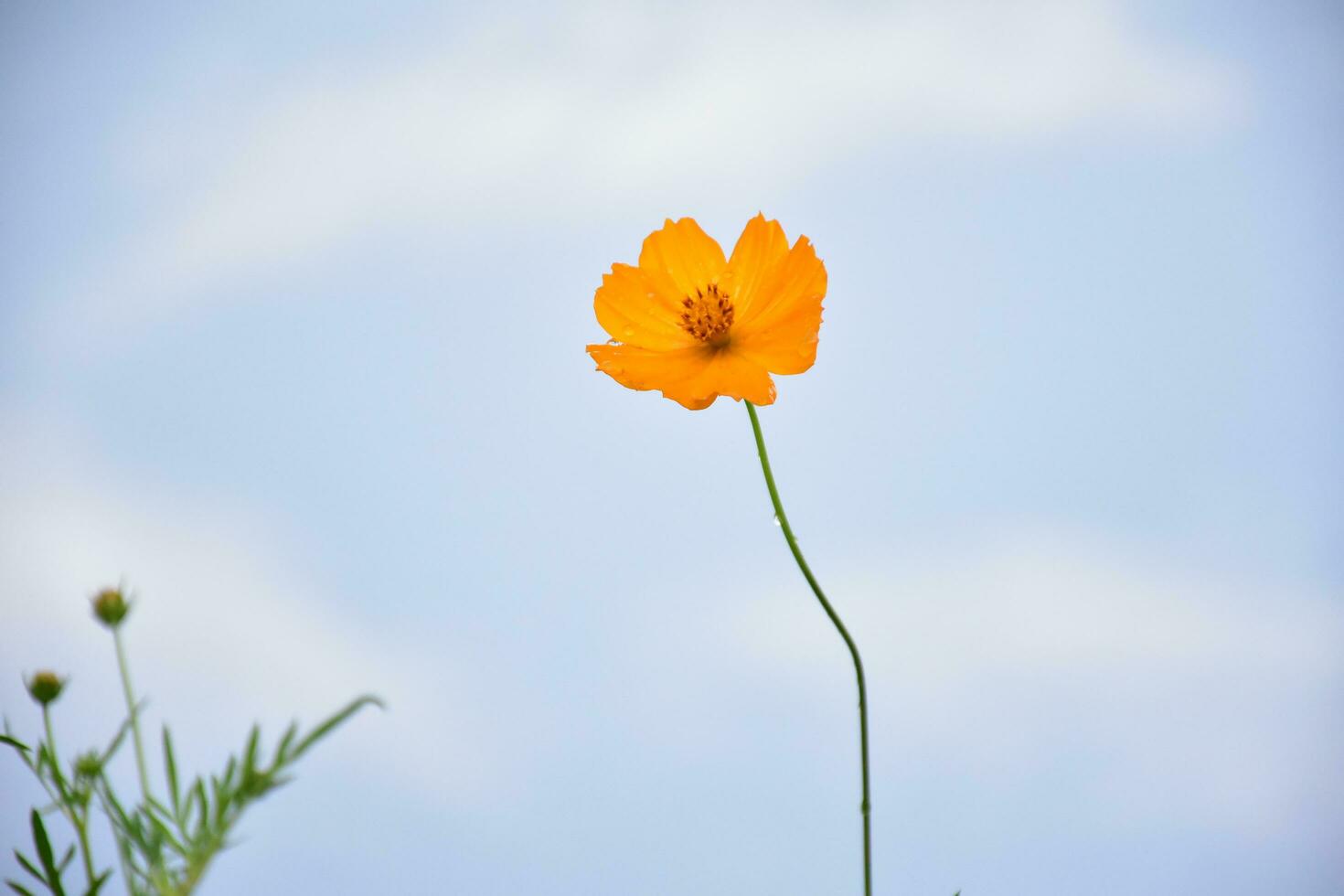 Yellow cosmos flower photo