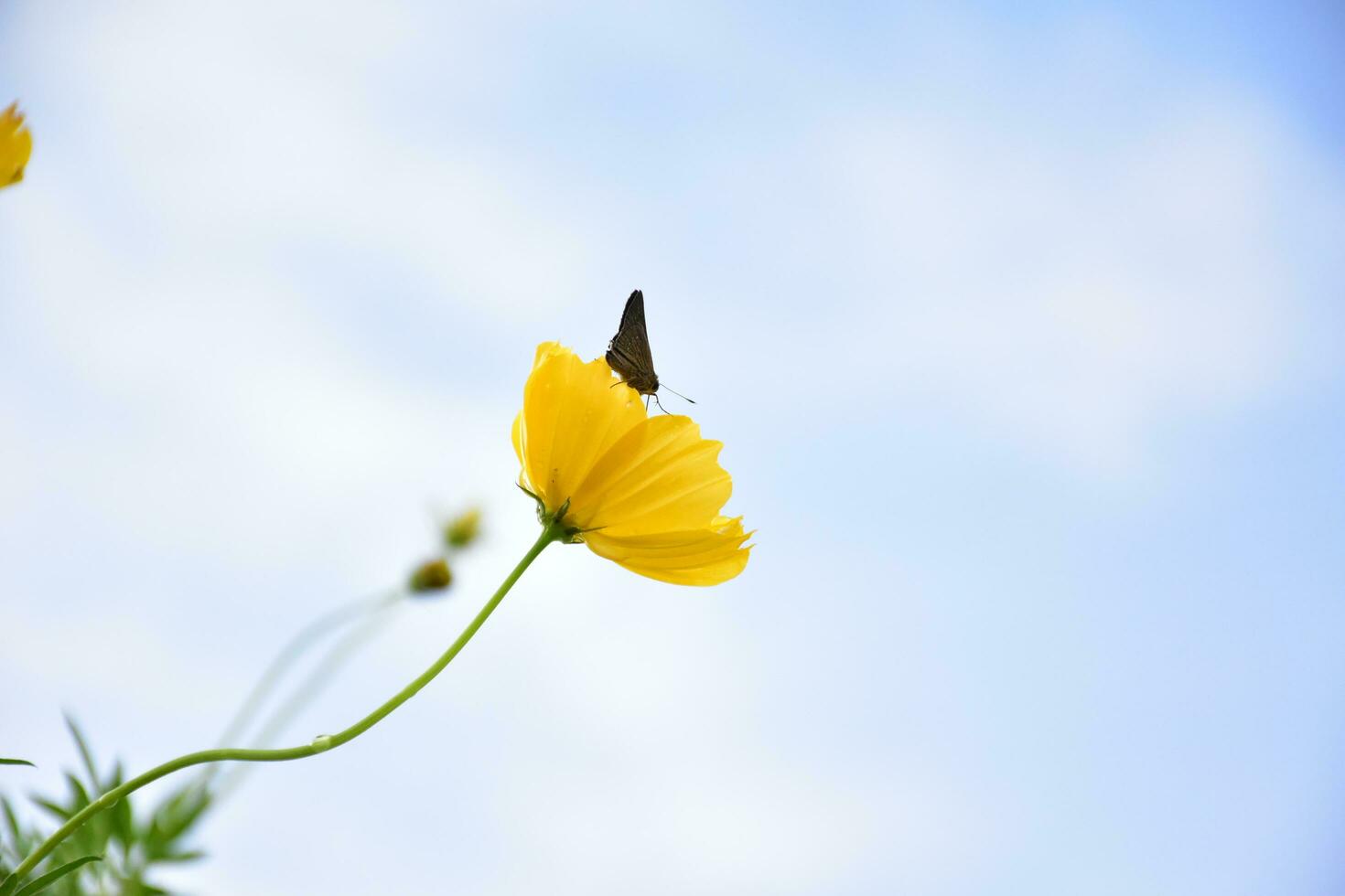 Yellow cosmos flower photo