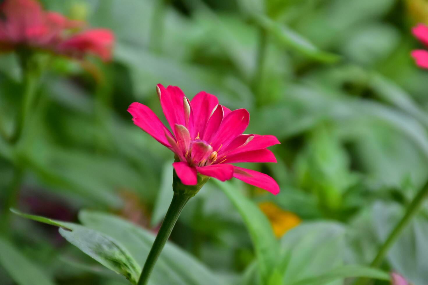 Zinnia flowers blooming, natural blurred background, soft and selective focus. photo
