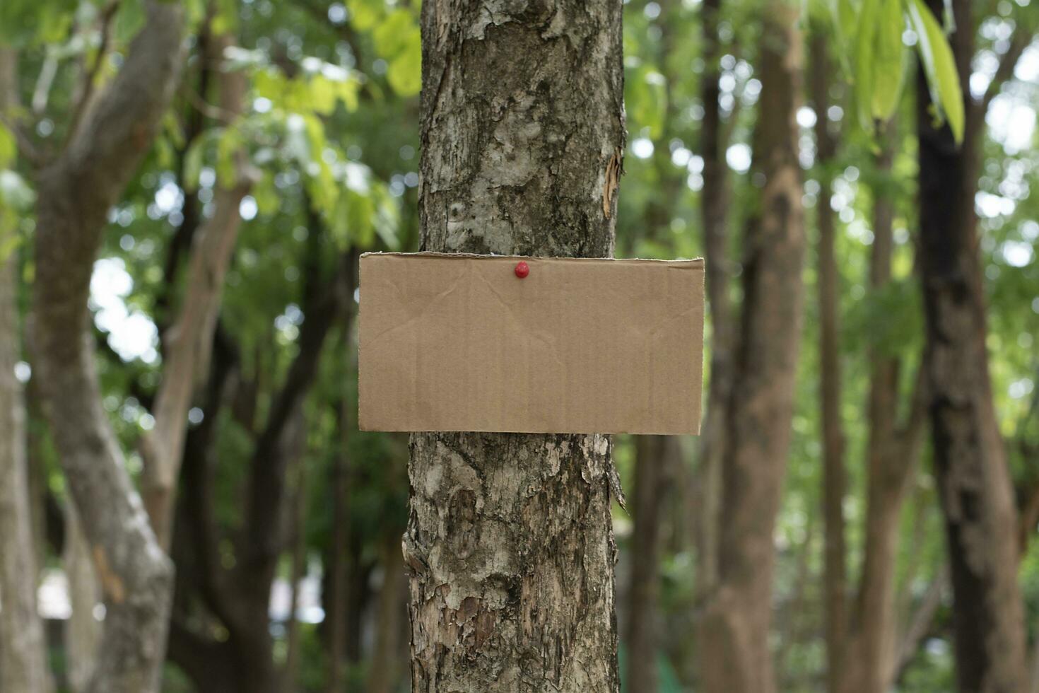 Tree trunk which has blank cardboard sticked on the bark, concept for environment study, nature study, calling out all people to respect environment and join world environment day campaign. photo