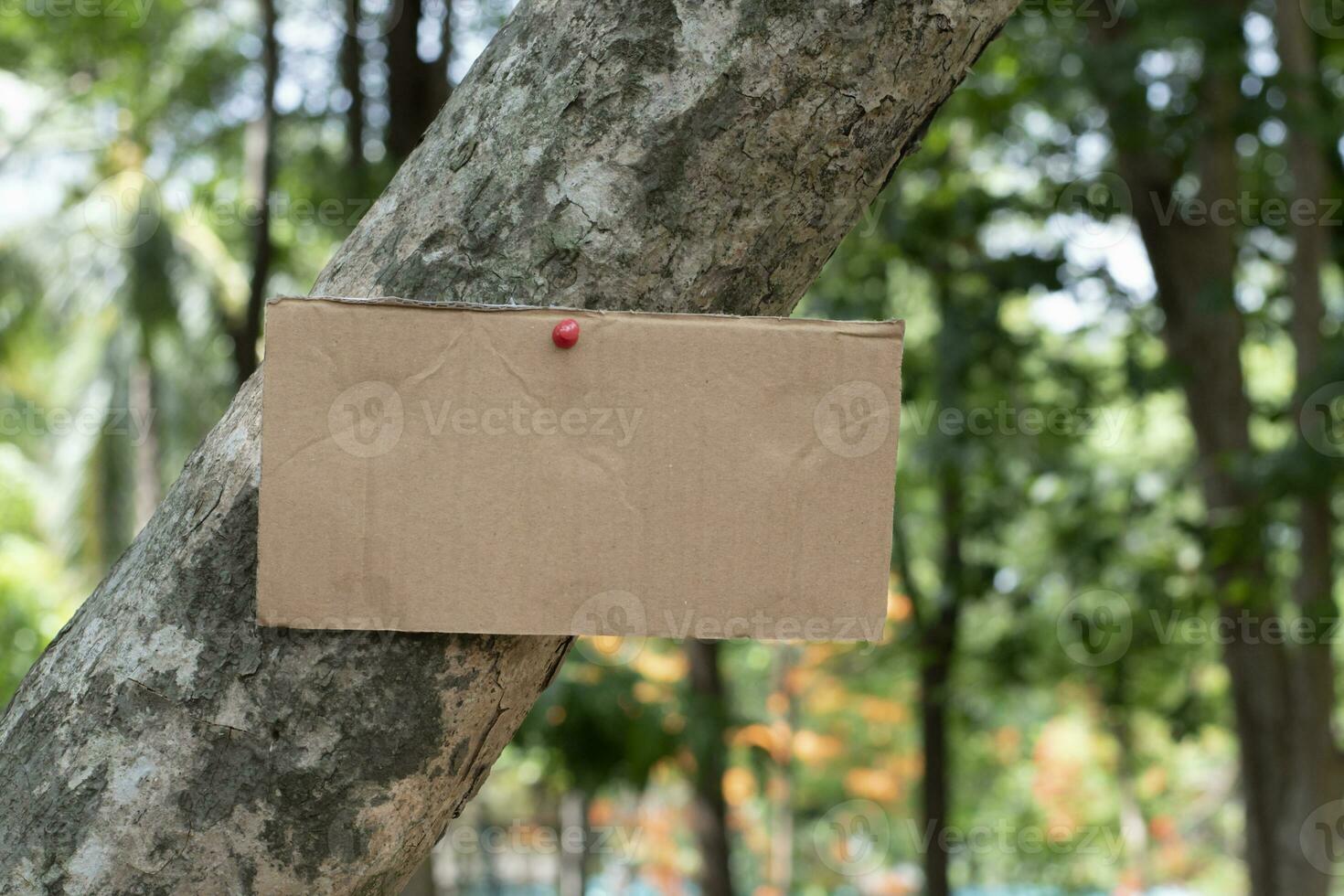 Tree trunk which has blank cardboard sticked on the bark, concept for environment study, nature study, calling out all people to respect environment and join world environment day campaign. photo