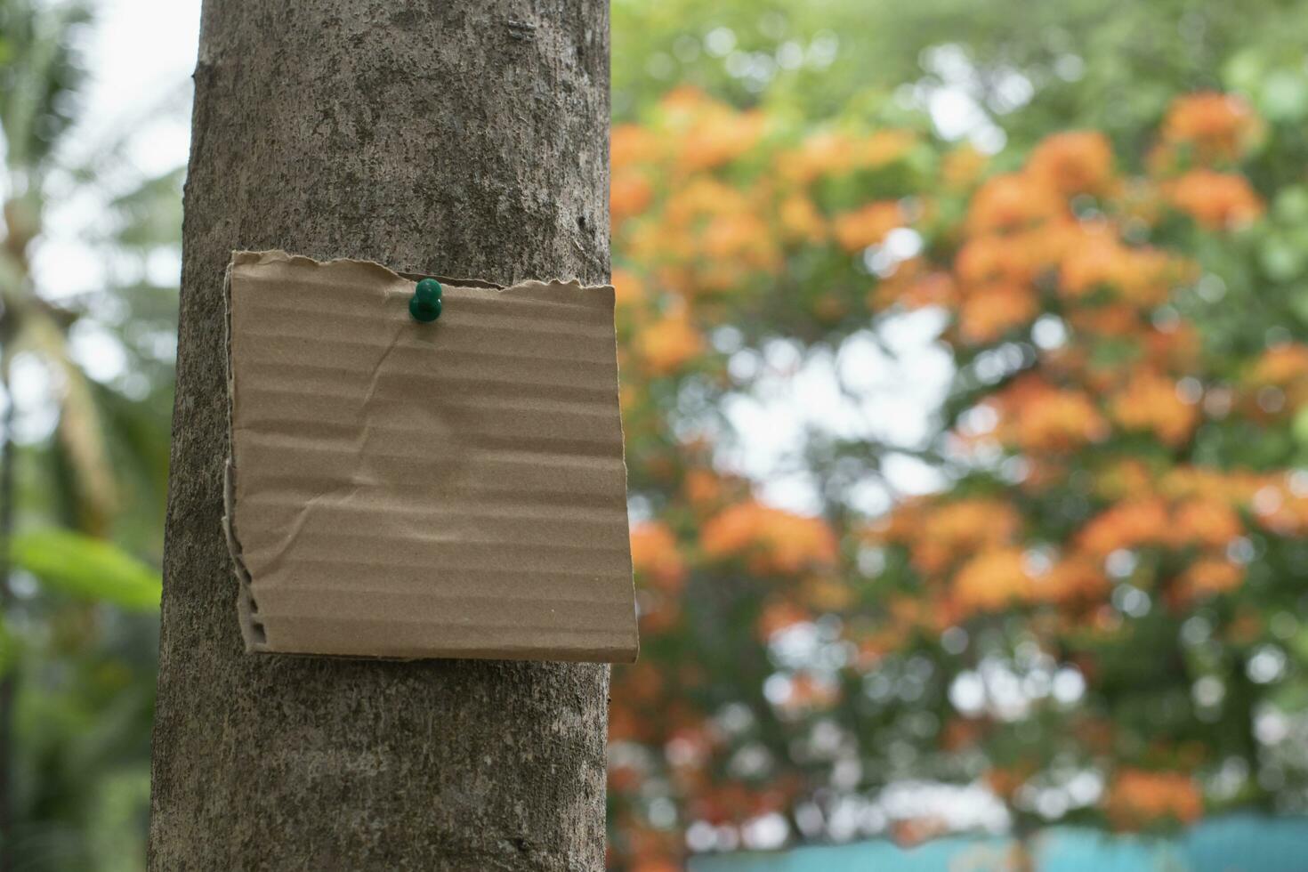 Tree trunk which has blank cardboard sticked on the bark, concept for environment study, nature study, calling out all people to respect environment and join world environment day campaign. photo