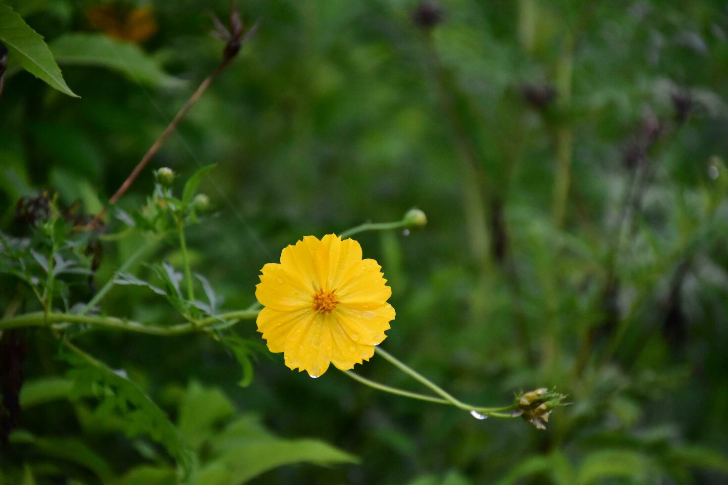 Yellow cosmos flower. photo