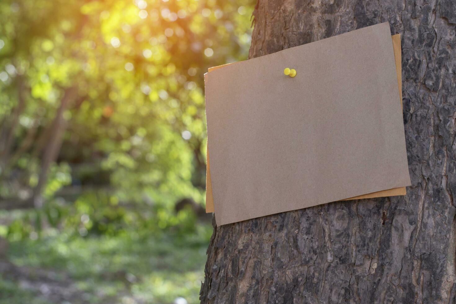 Tree trunk which has blank cardboard sticked on the bark, concept for environment study, nature study, calling out all people to respect environment and join world environment day campaign. photo