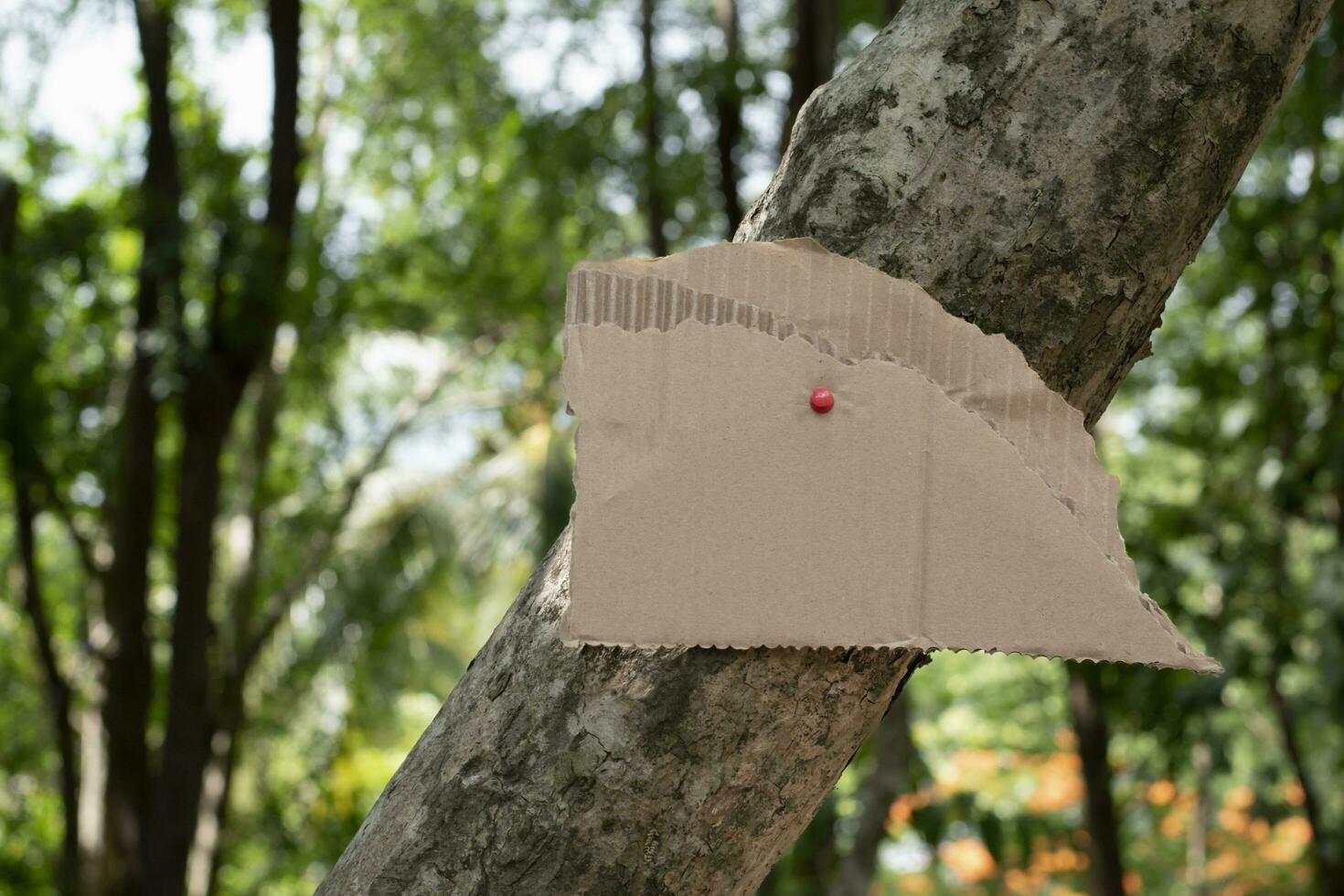 Tree trunk which has blank cardboard sticked on the bark, concept for environment study, nature study, calling out all people to respect environment and join world environment day campaign. photo