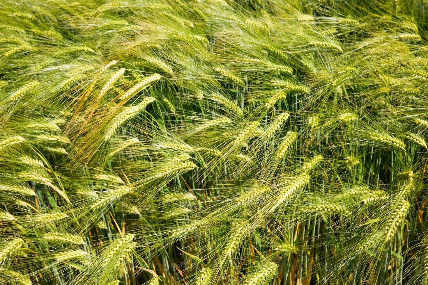 hay bales in the field photo