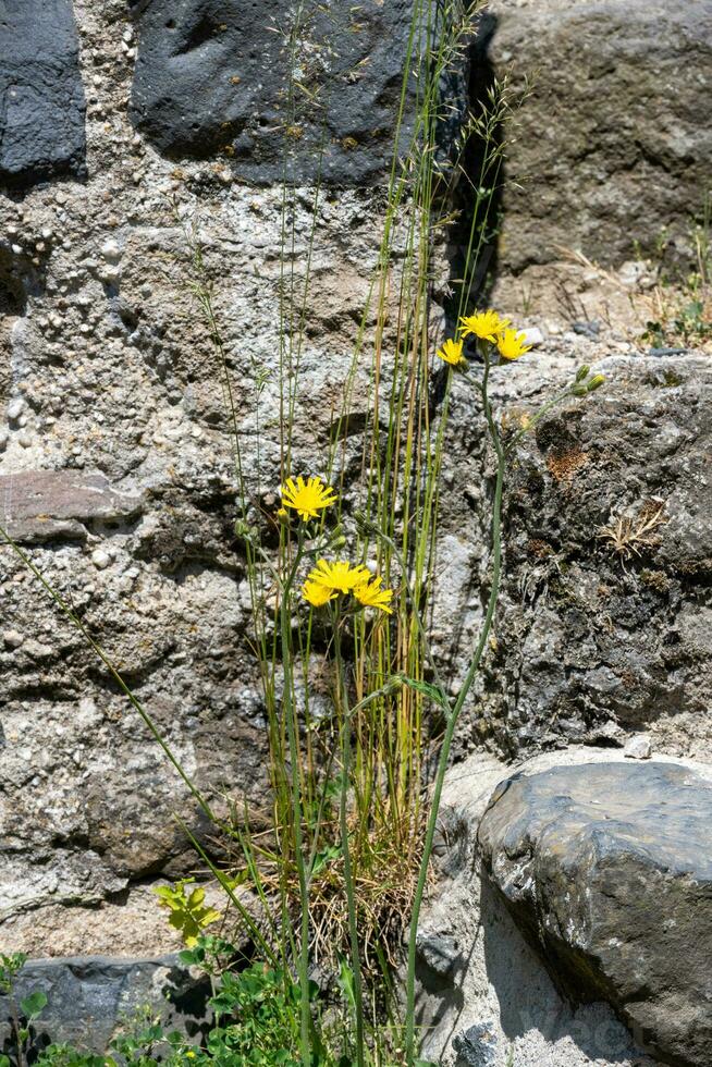 yellow flowers on the rocks photo