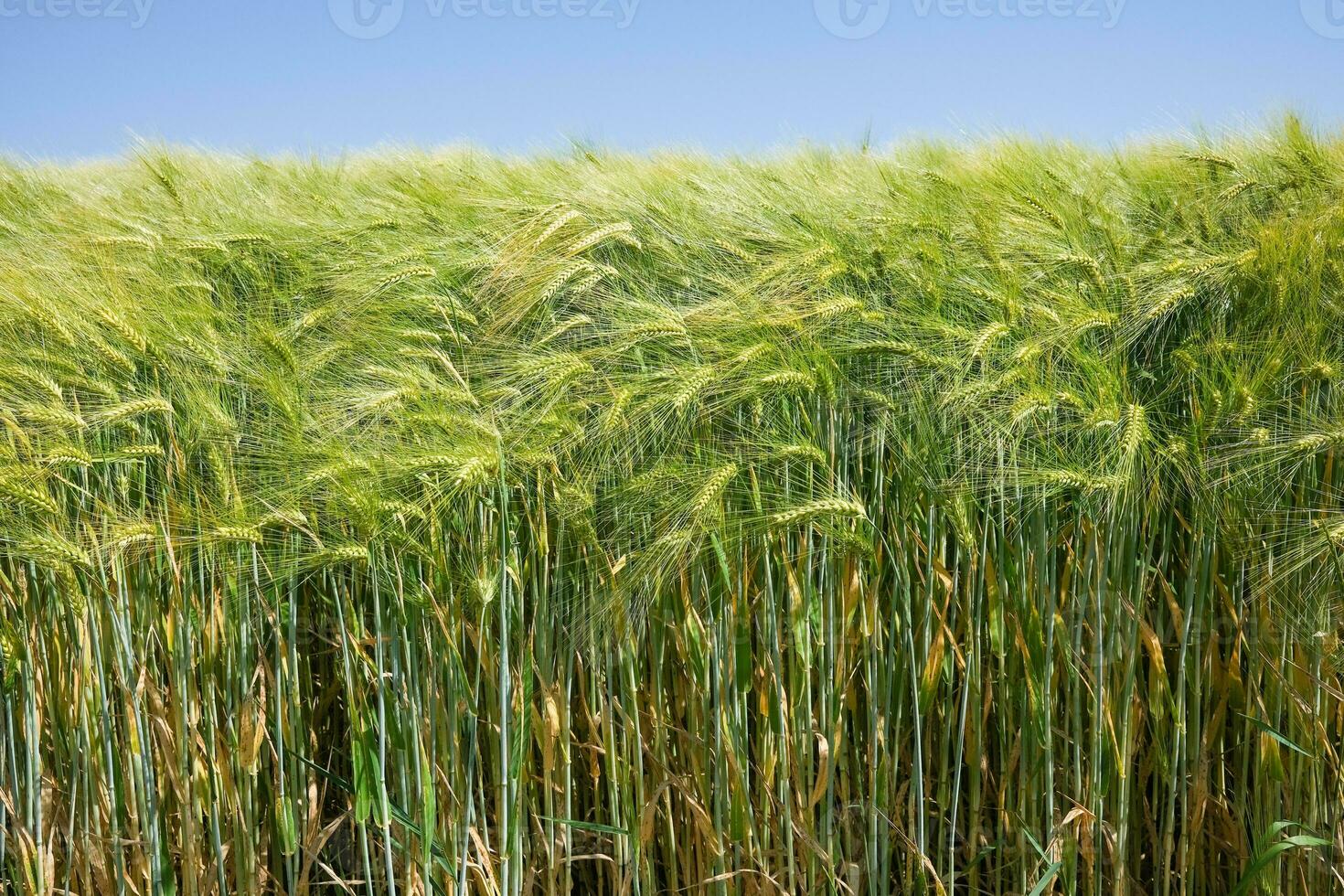 hay bales in the field photo