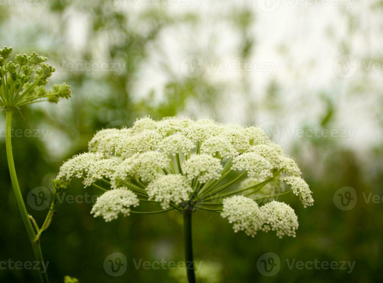 Umbrella plant white flower Wildflowers Plants ste photo