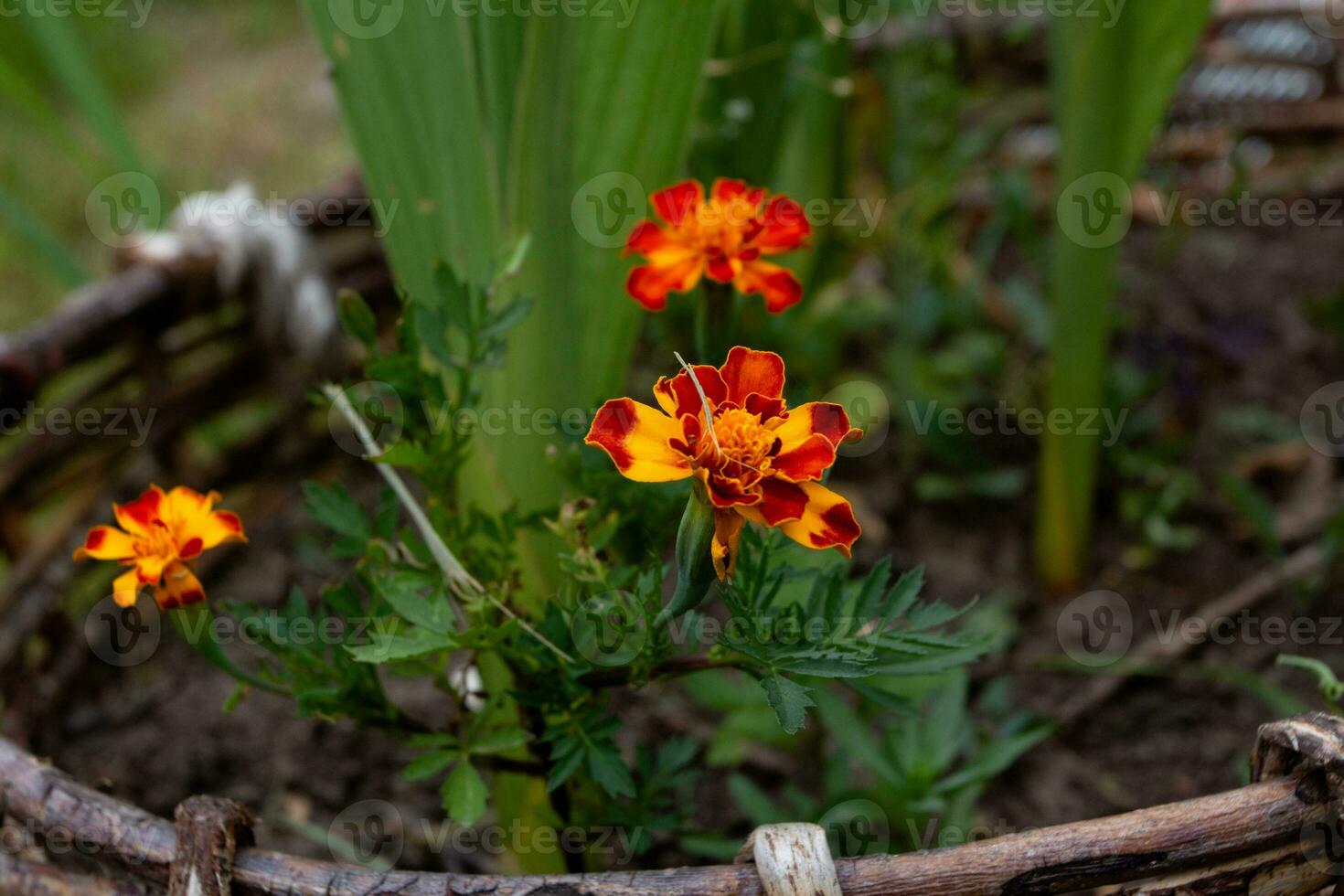 Low-growing garden flowers marigolds against the o photo