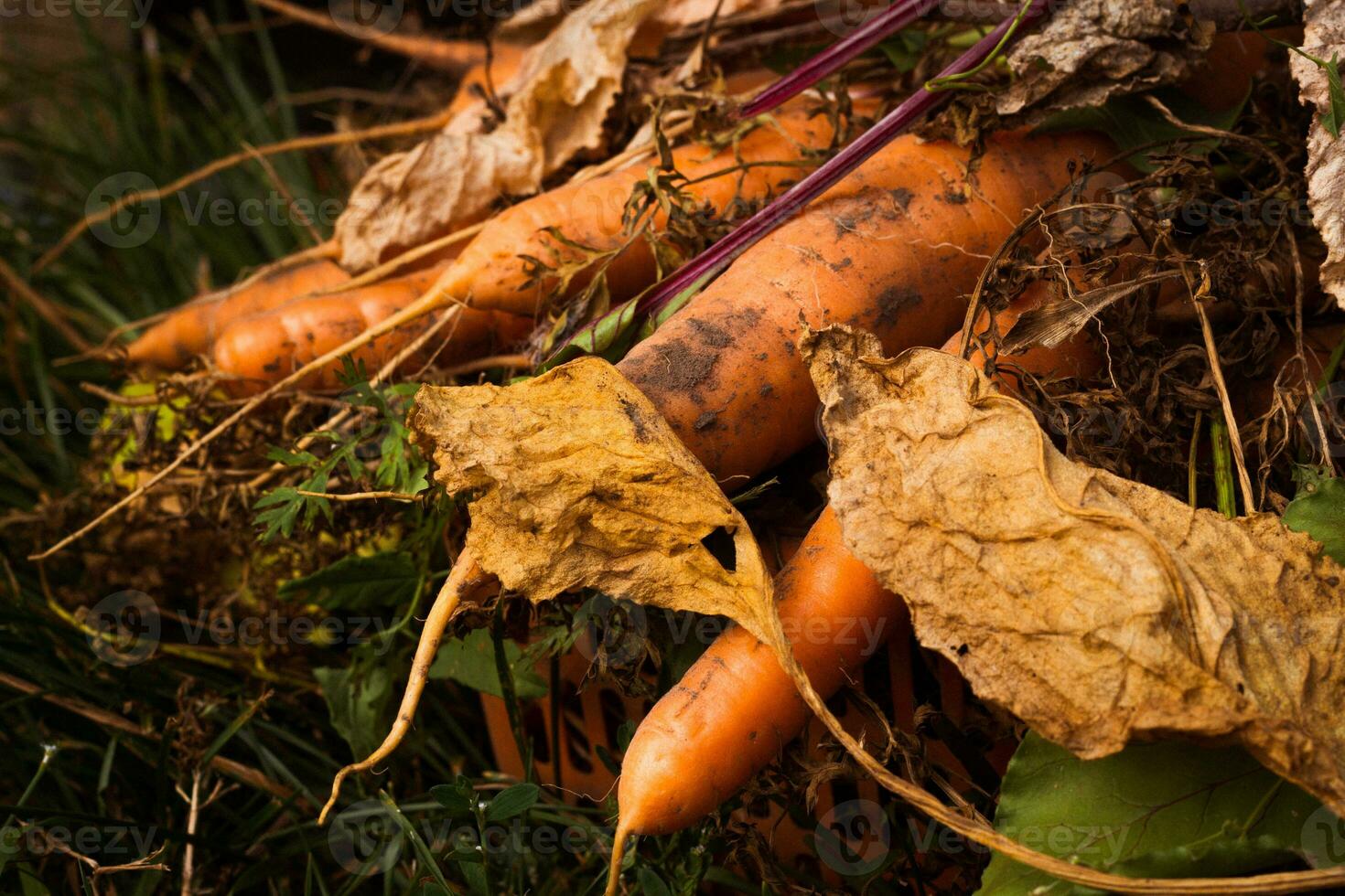 Close up root vegetable orange carrot with tops. photo