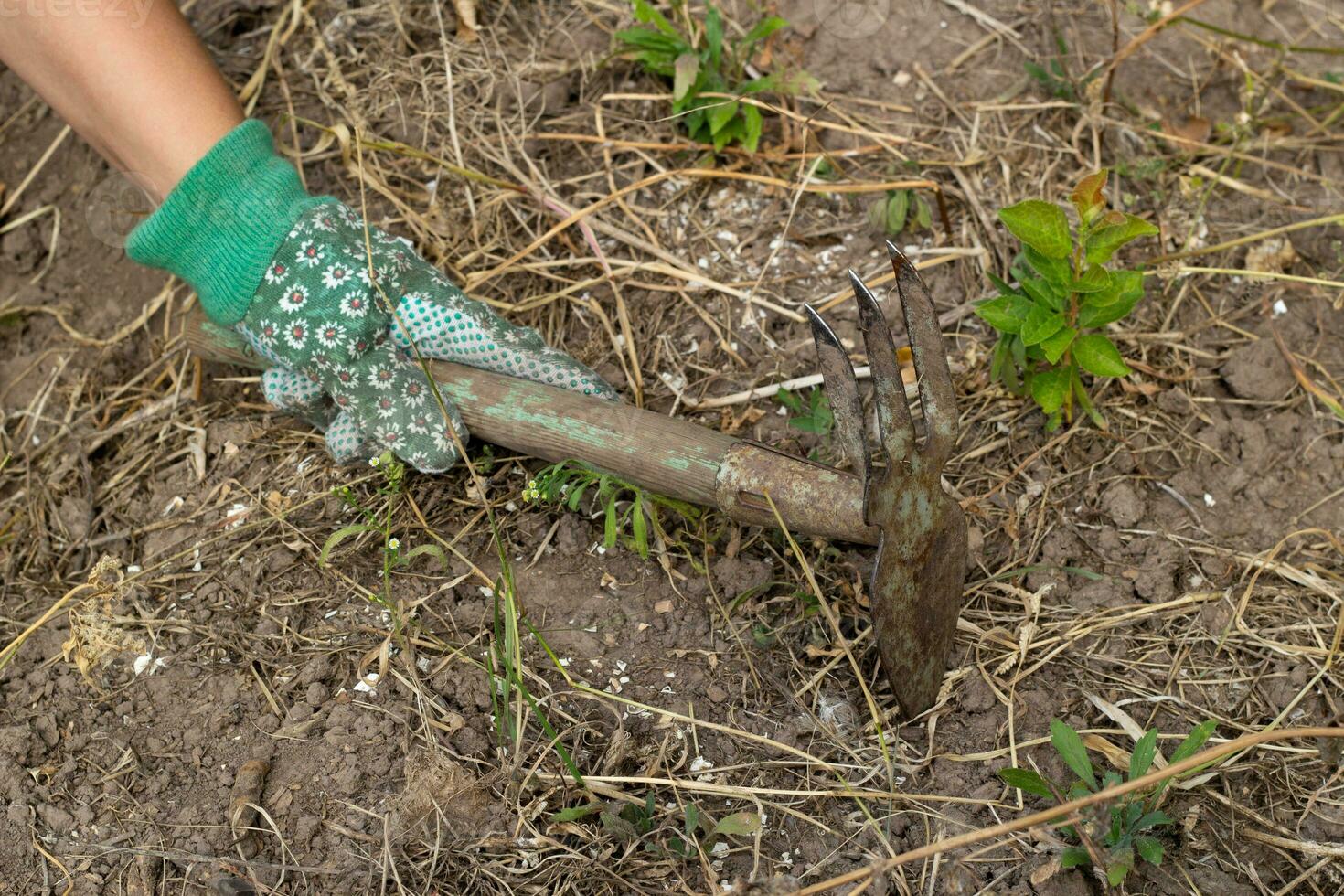 gloved hand holds a hoe tillage soil preparation. photo