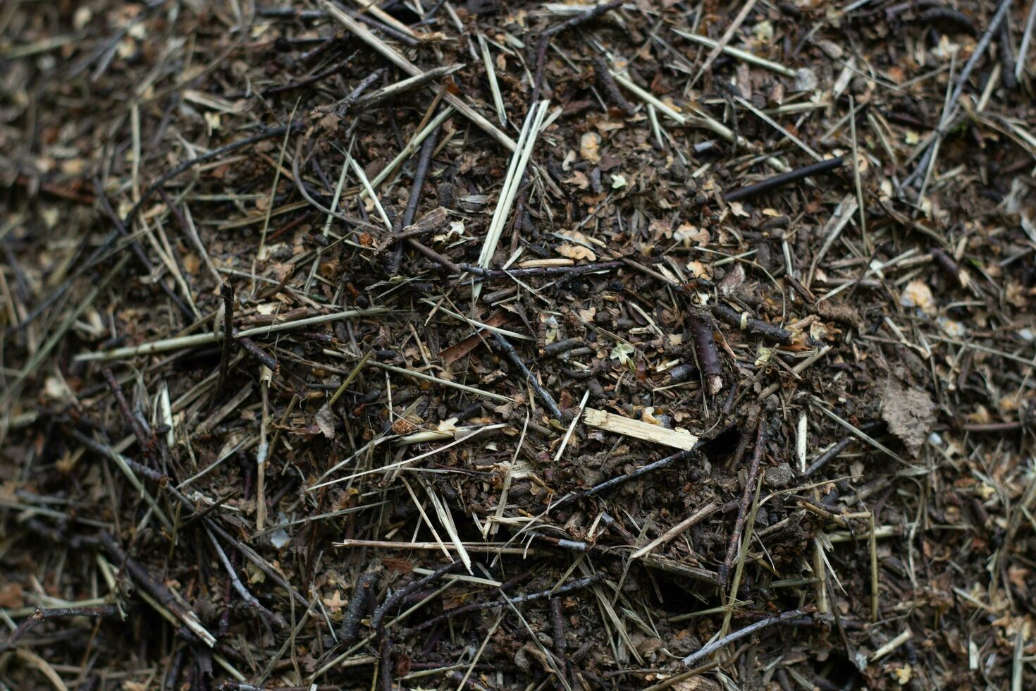Anthill house of ants close-up Insects Life photo
