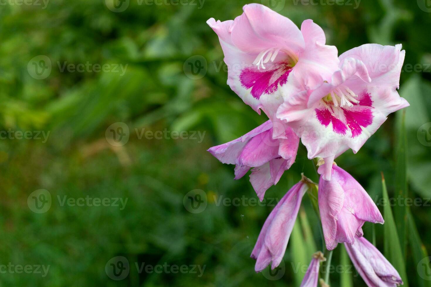 rosado flores de gladiolo en un verde antecedentes. foto