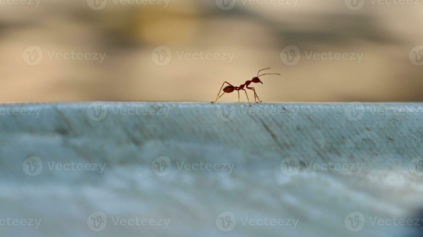 Red ants are looking for foods. photo