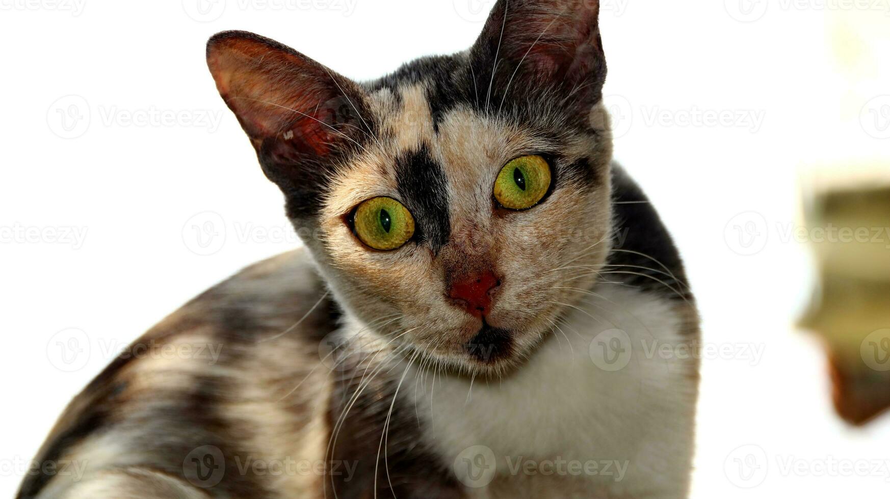 close-up photo of cat face.
