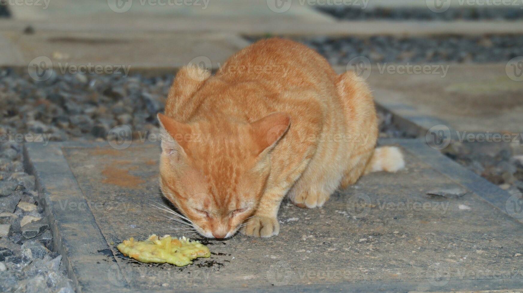the cat eats fried tempeh on the floor deliciously and relaxed photo