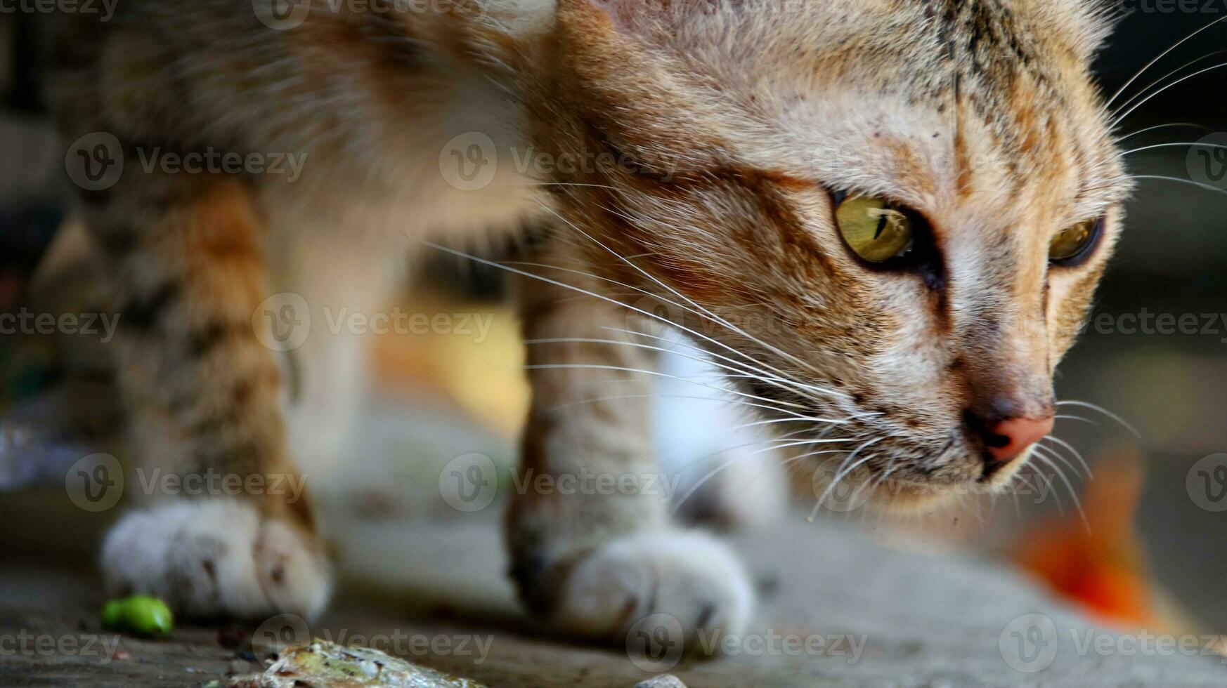 close-up photo of cat face.