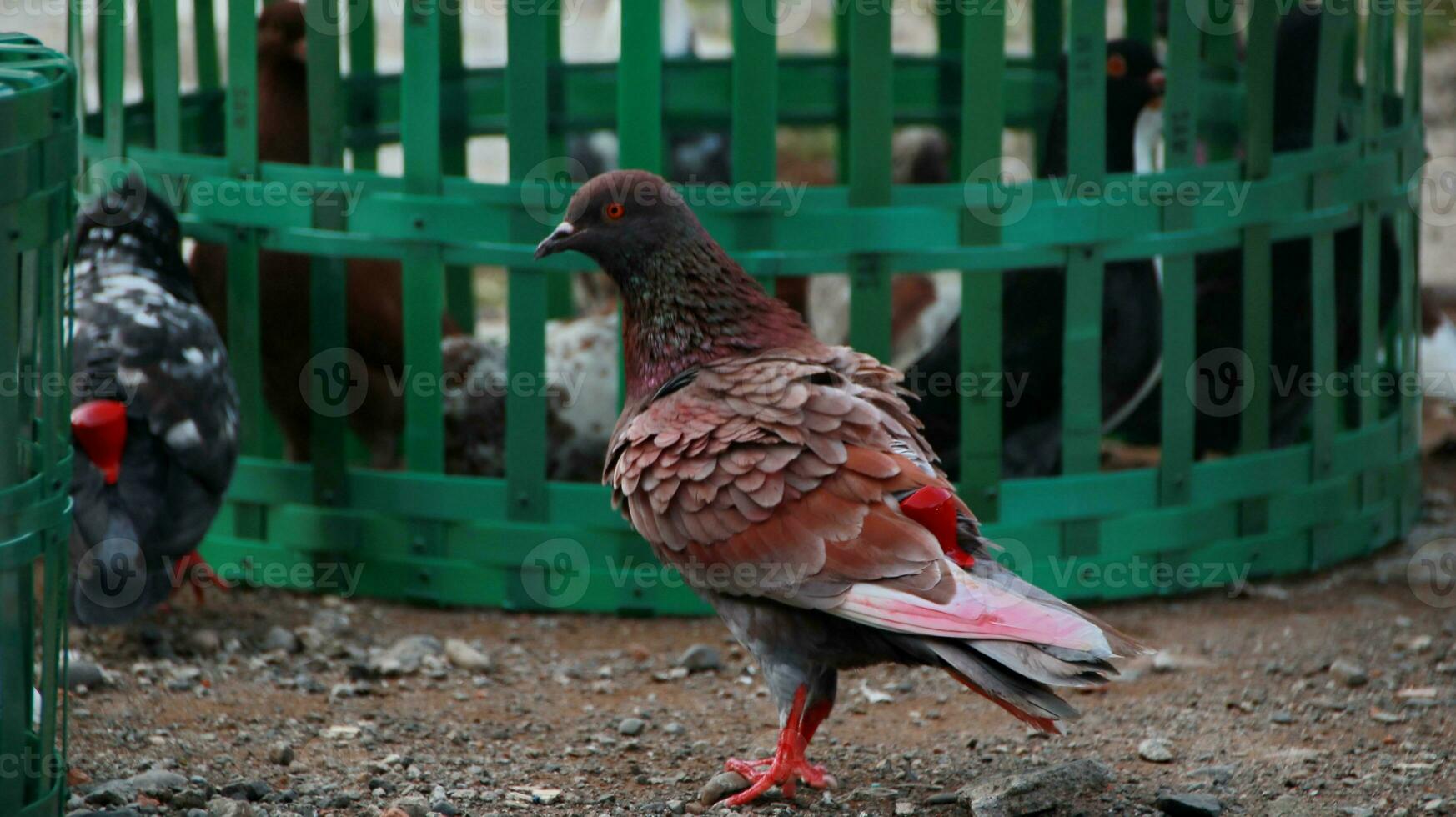 pigeons when sunbathing on their cages in the hot day photo