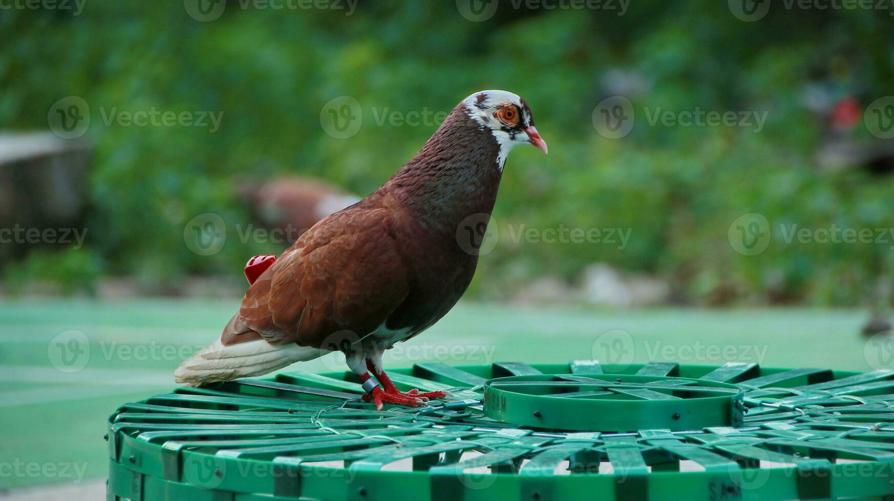 pigeons when sunbathing on their cages in the hot day photo