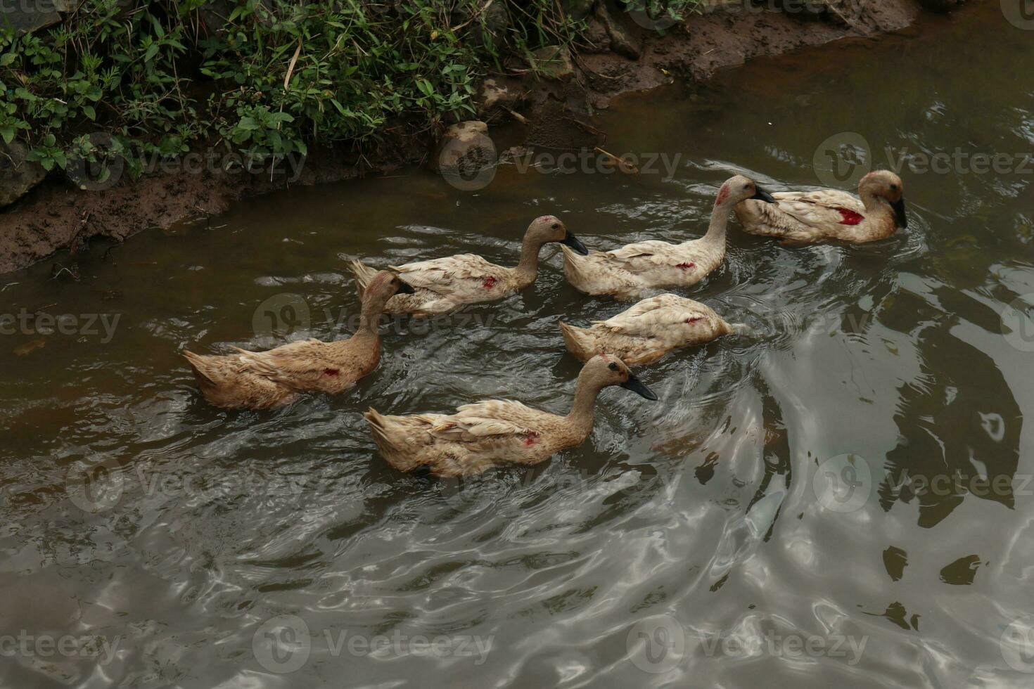 colección de patos mientras alimentándose foto