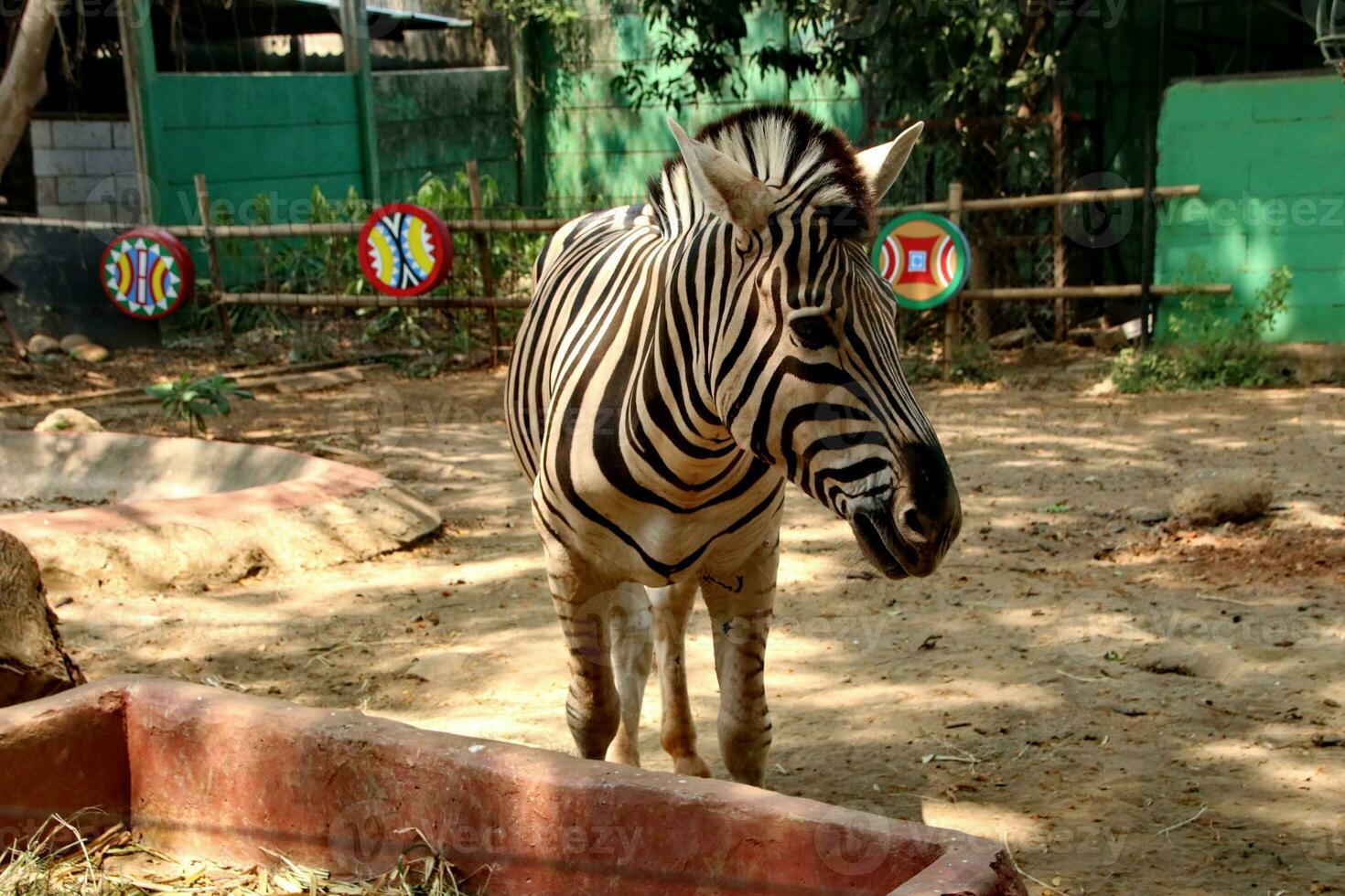 Portrait of zebras in the zoo photo