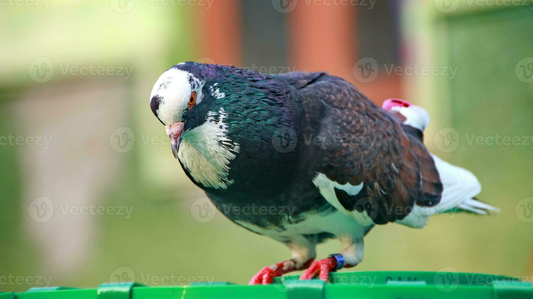 pigeons when sunbathing on their cages in the hot day photo