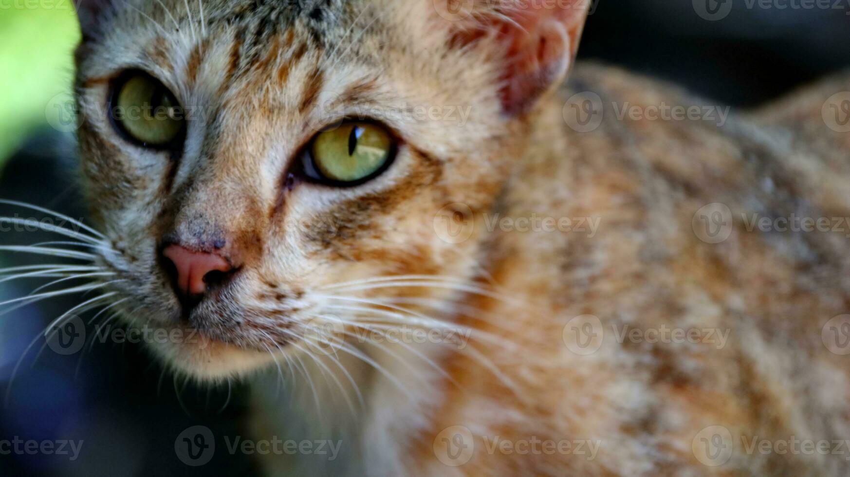 close-up photo of cat face.
