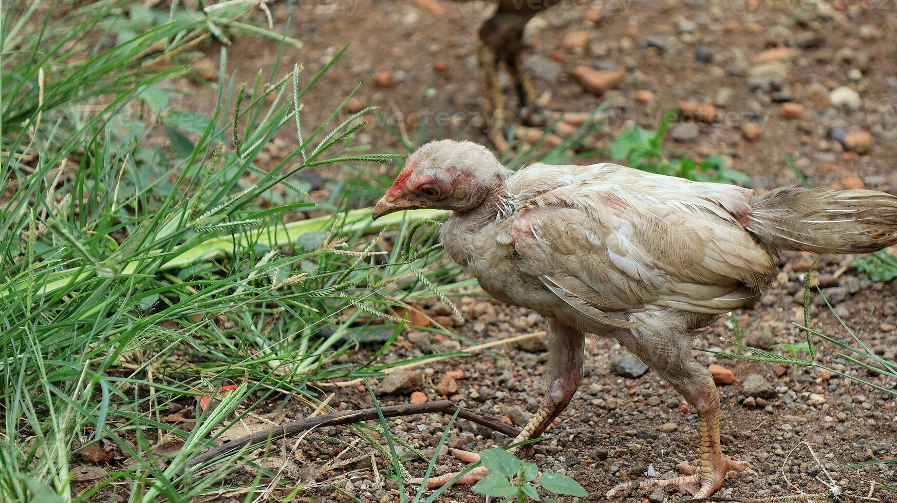 Organic Free Range wild Chickens on a traditional poultry farm walking on a Grass photo