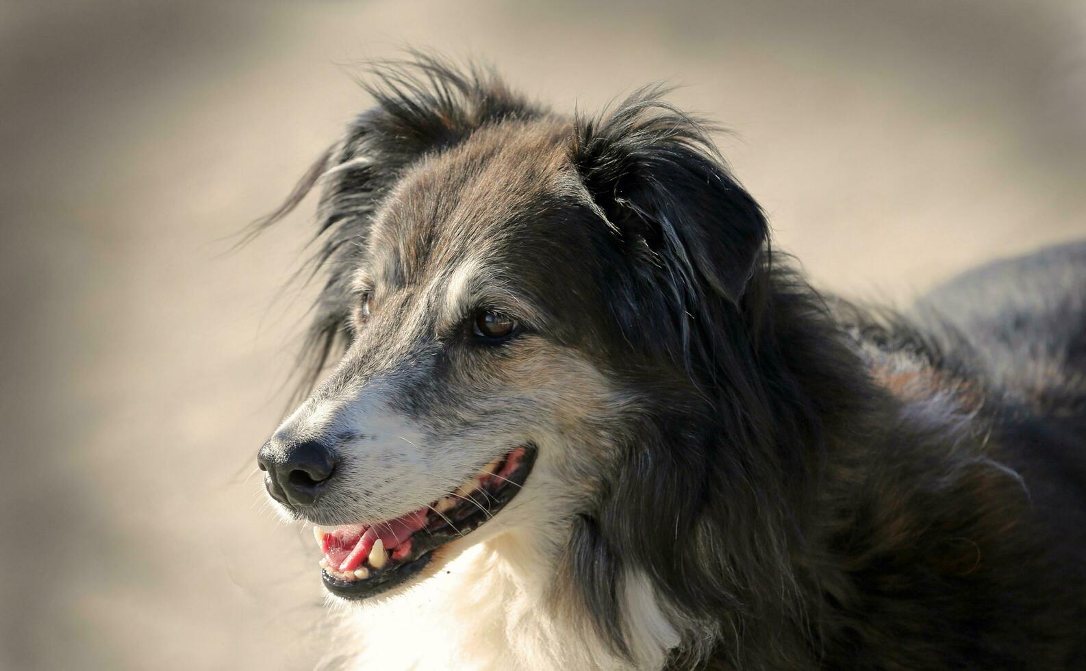 Hungarian Sheepdog Stock Photos, Images and Backgrounds for Free Download