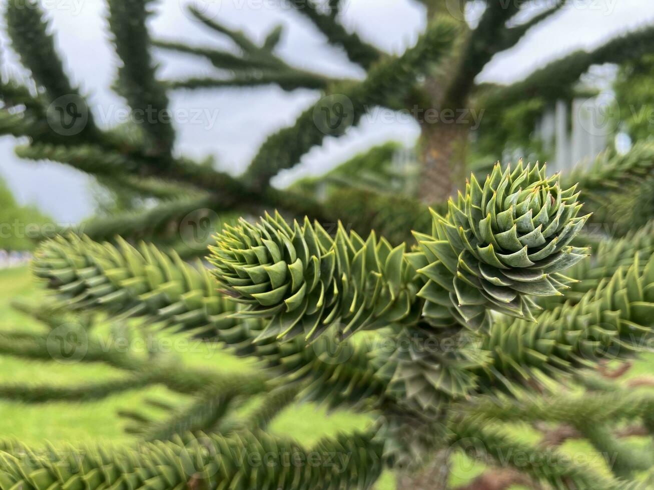 Chilean araucaria. Coniferous ornamental tree photo
