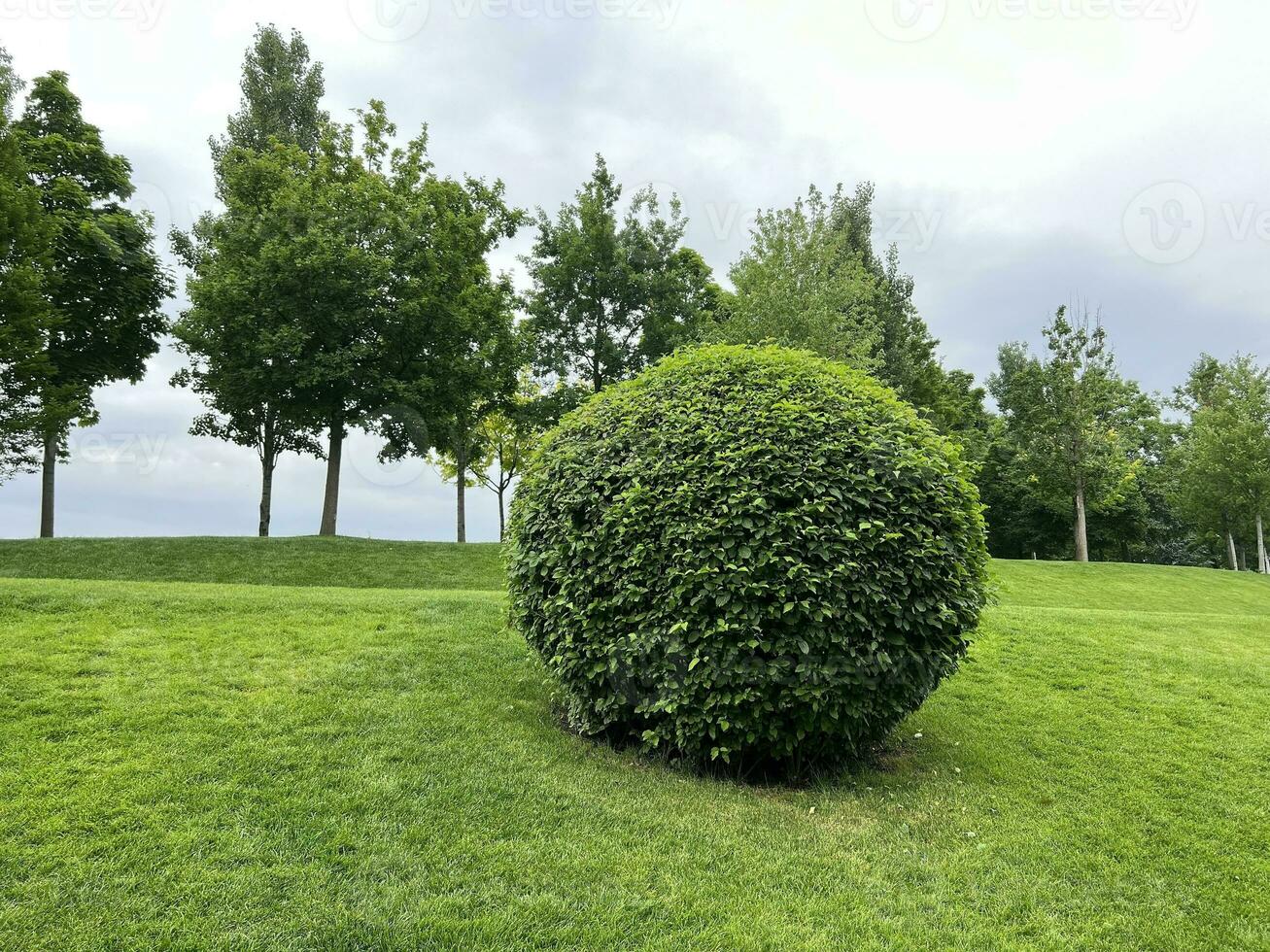 Round bush and grass. A park photo