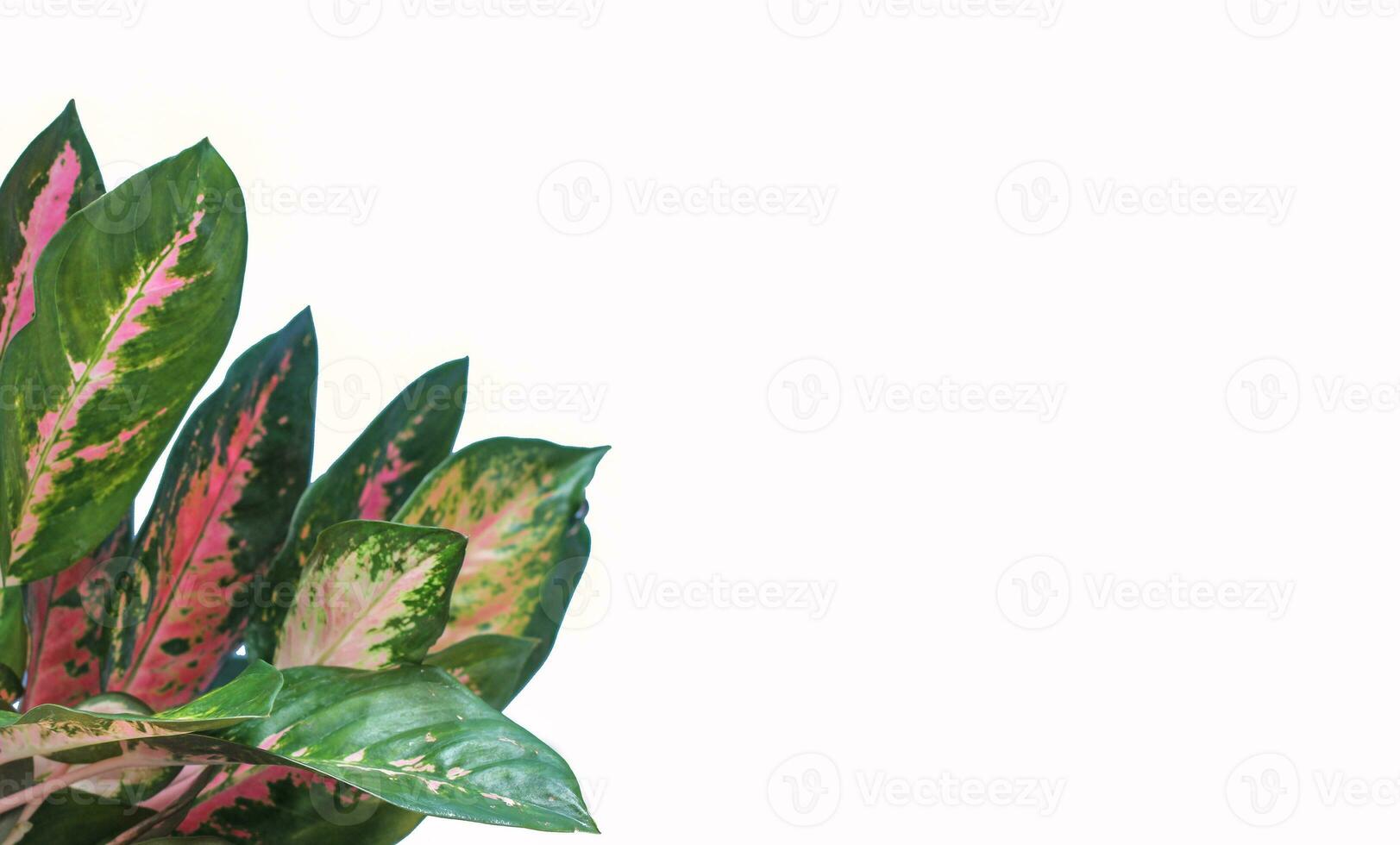 Aglaonema leaf tree photo
