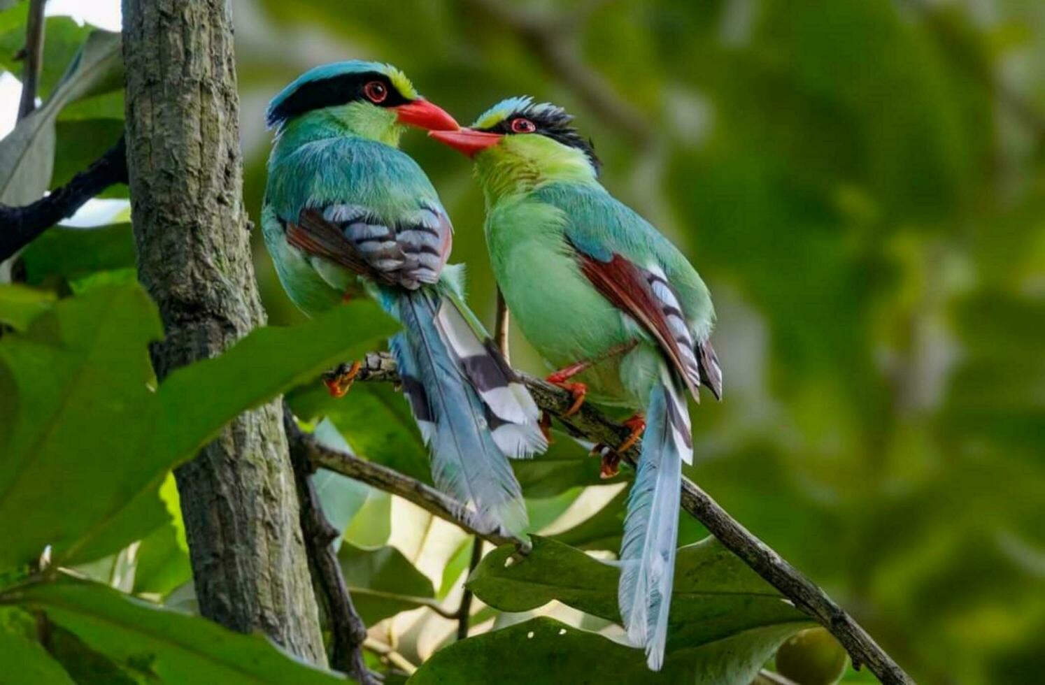 Bird sitting on a tree photo