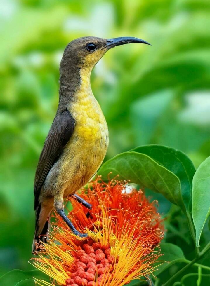 Beautiful bird Setting  on a branch photo