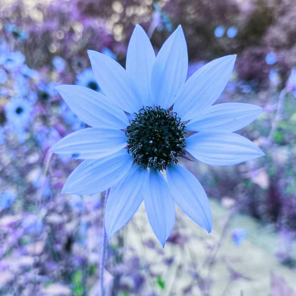 hermosa floreciente flor en el jardín foto