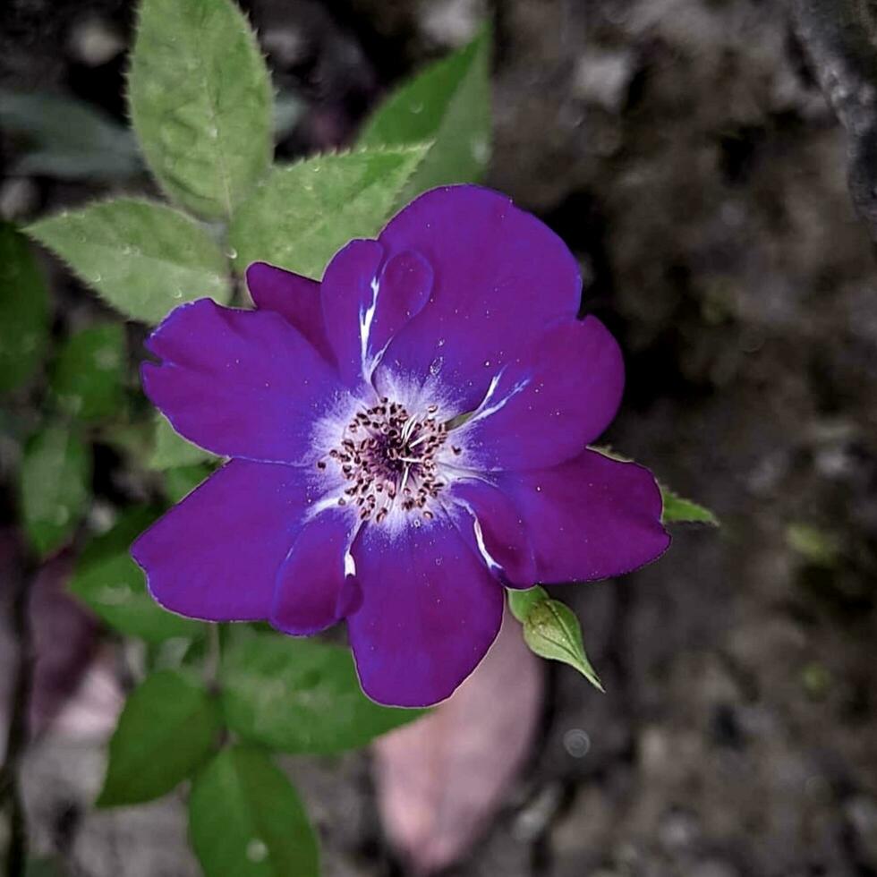 hermosa floreciente flor en el jardín foto