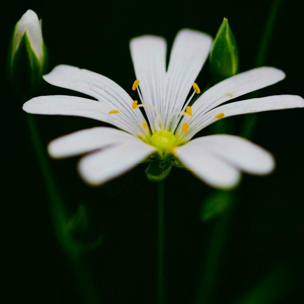 Blooming flower in nature photo