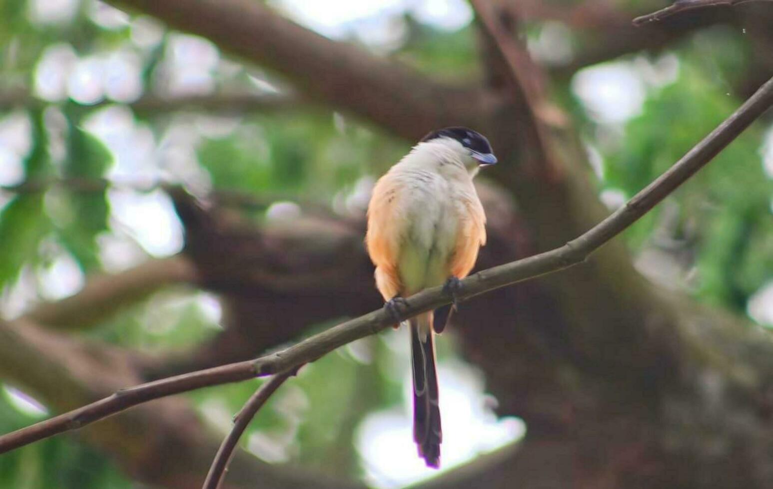 Beautiful bird Setting  on a branch photo