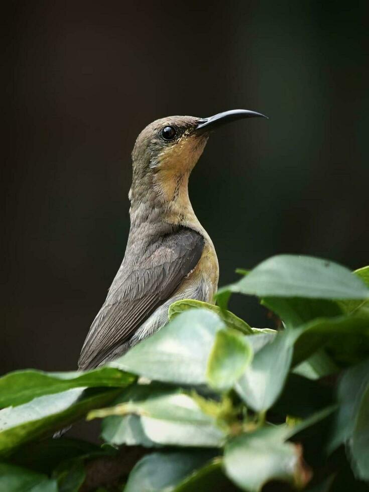 Bird sitting on a tree photo