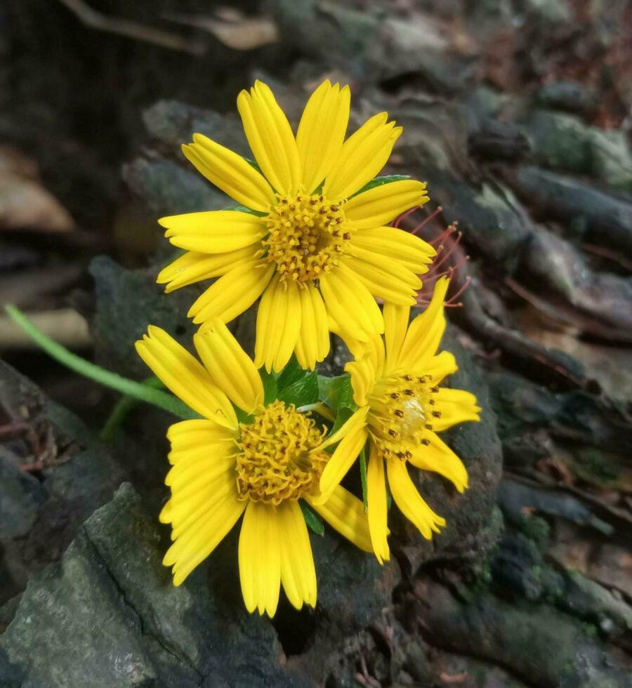 Beautiful blooming flower photo