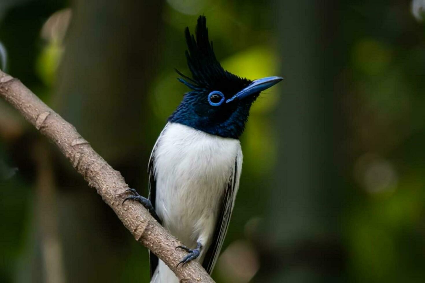 Beautiful bird Setting  on a branch photo