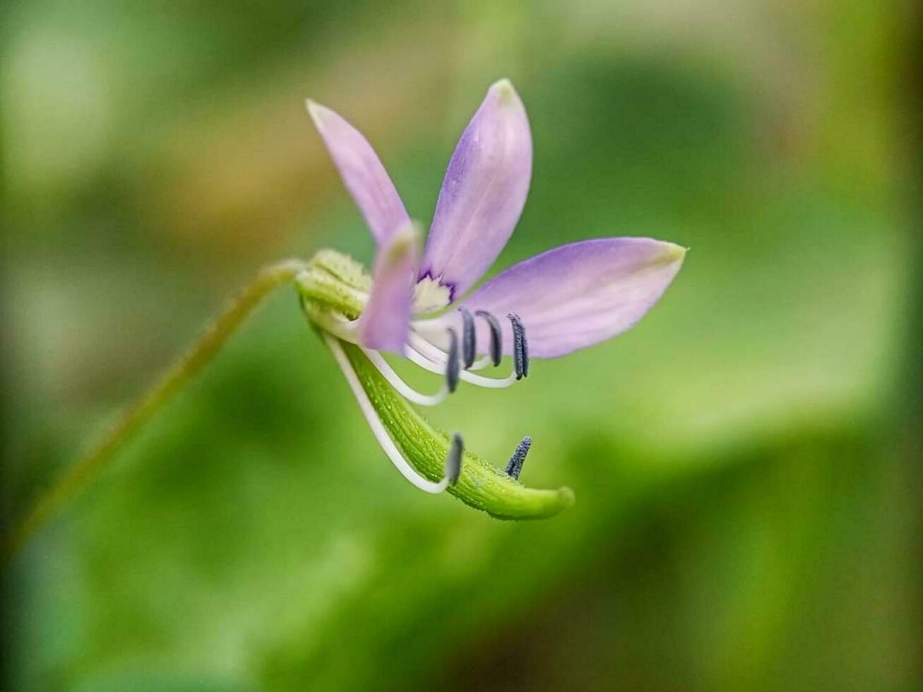 Blooming flower in nature photo