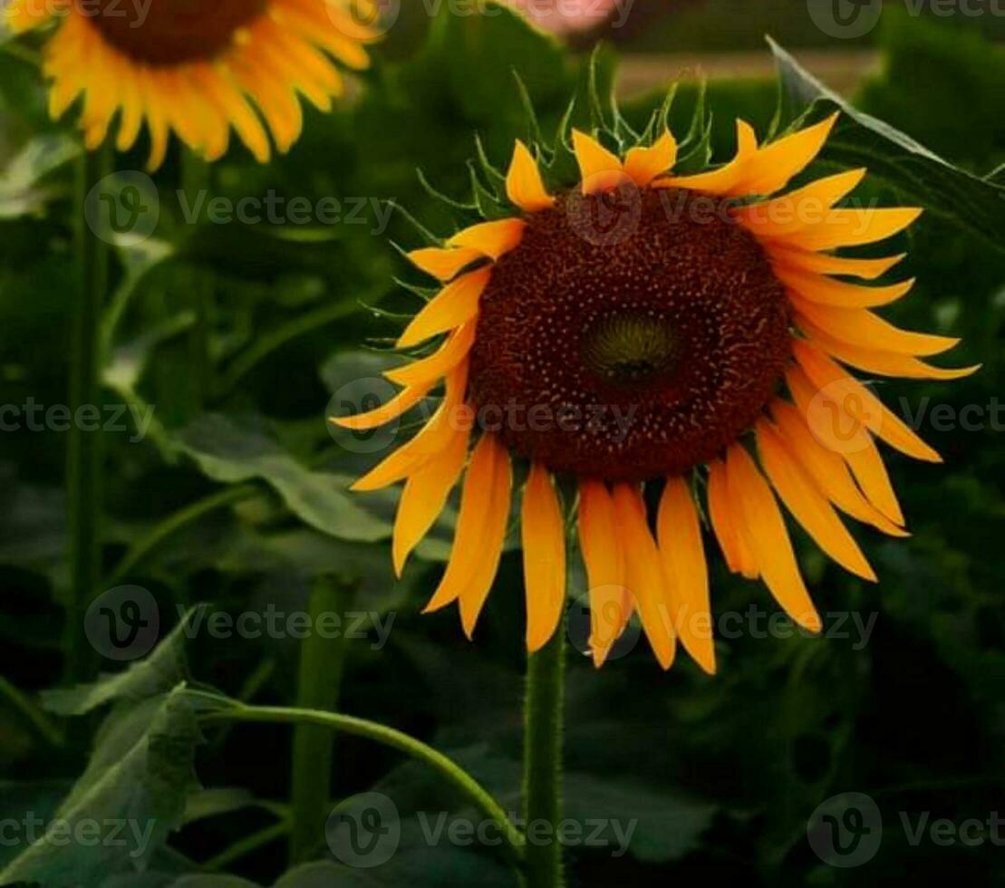 floreciente hermosa flor foto